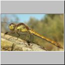 Sympetrum striolatum - Grosse Heidelibelle w01.jpg